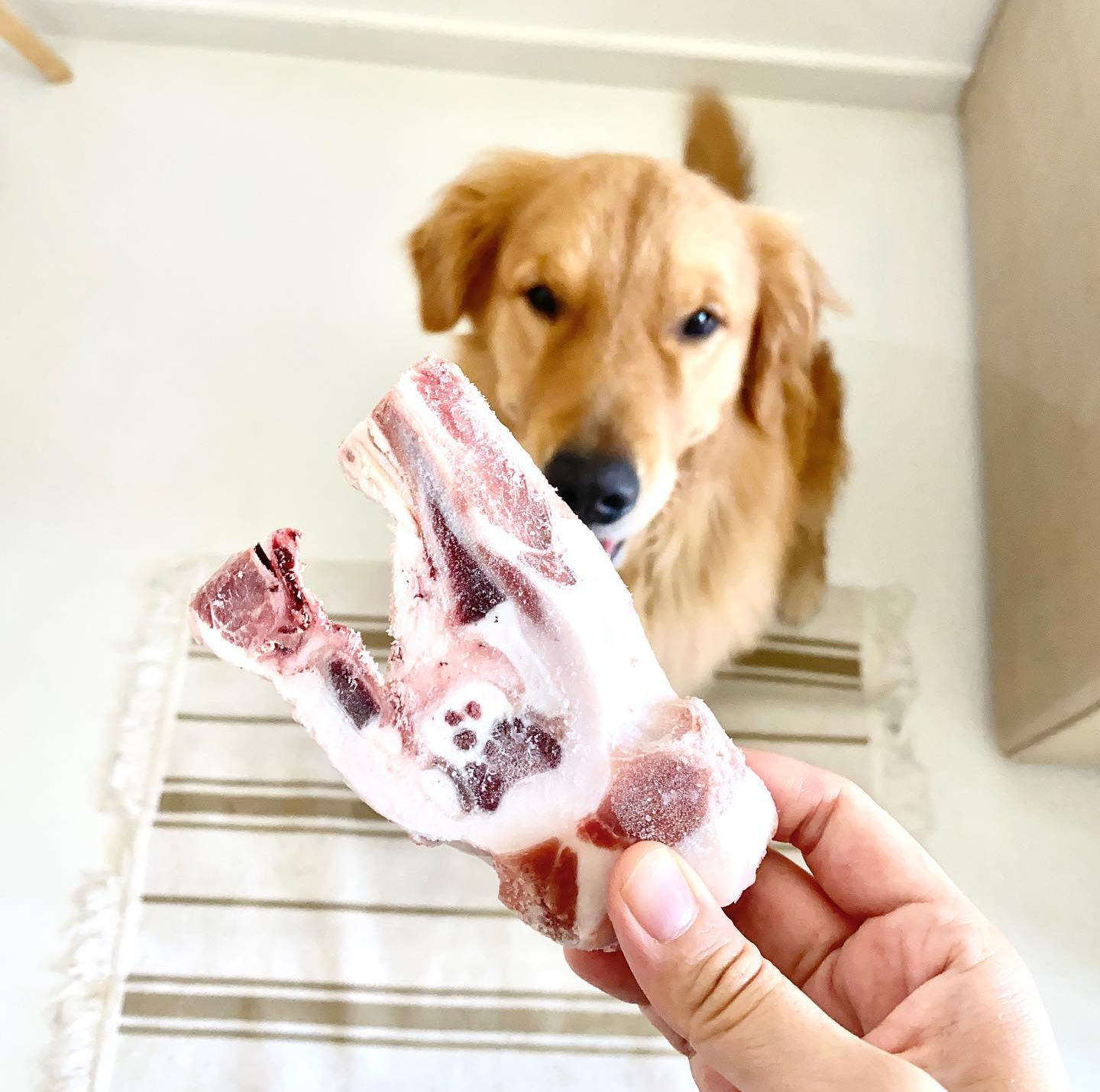 Lamb Bones Paws Avenue