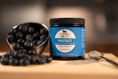 Protect - Everyday Probiotics For Gut Maintenance